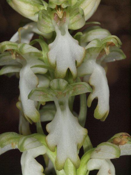 Himantoglossum robertiano apochromatic...