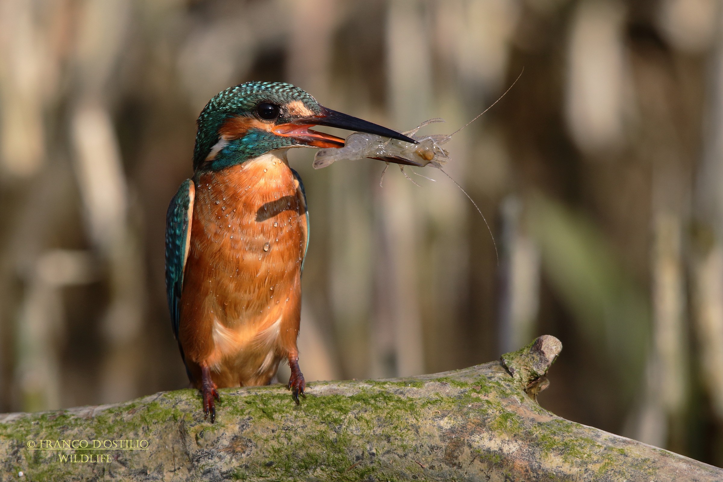Kingfisher with river prawn....