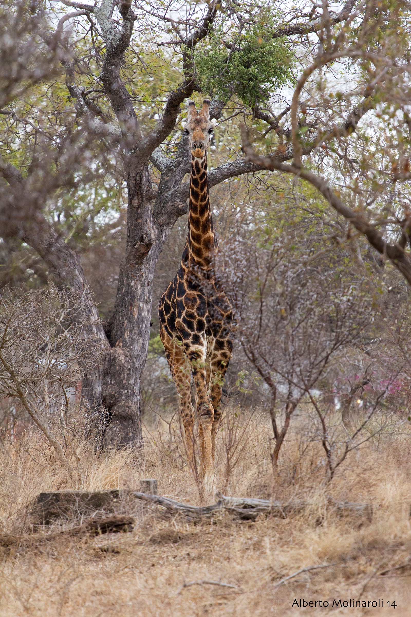 Giraffa nel bush...