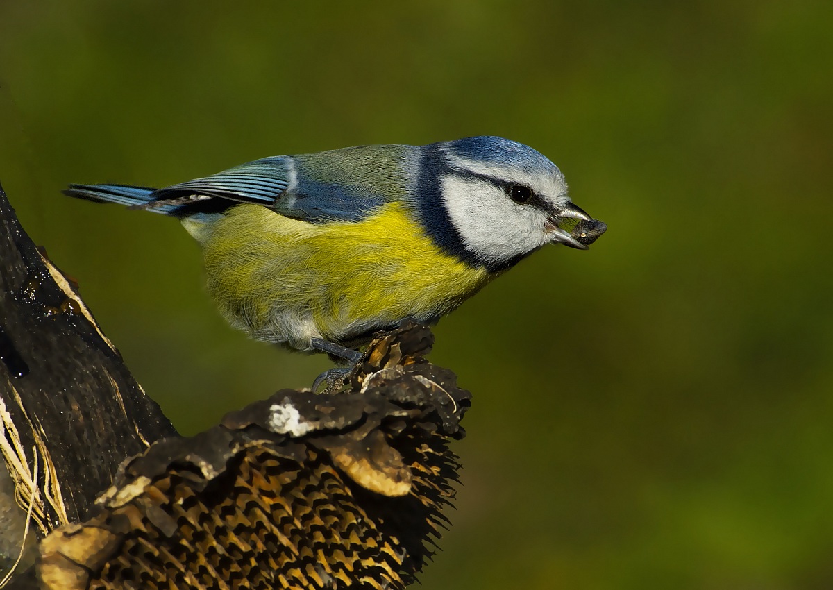 the colors of the blue tit...
