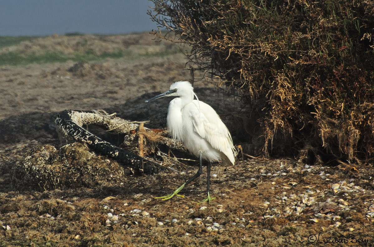 Egret...