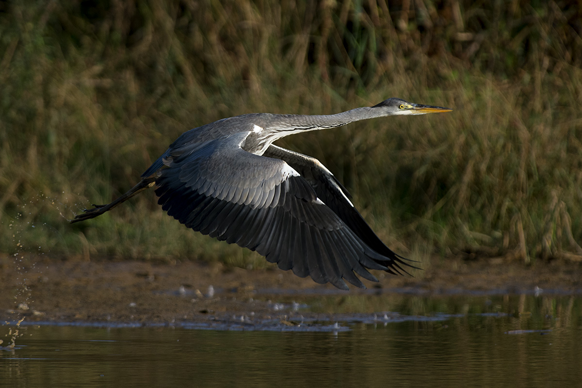 heron c...