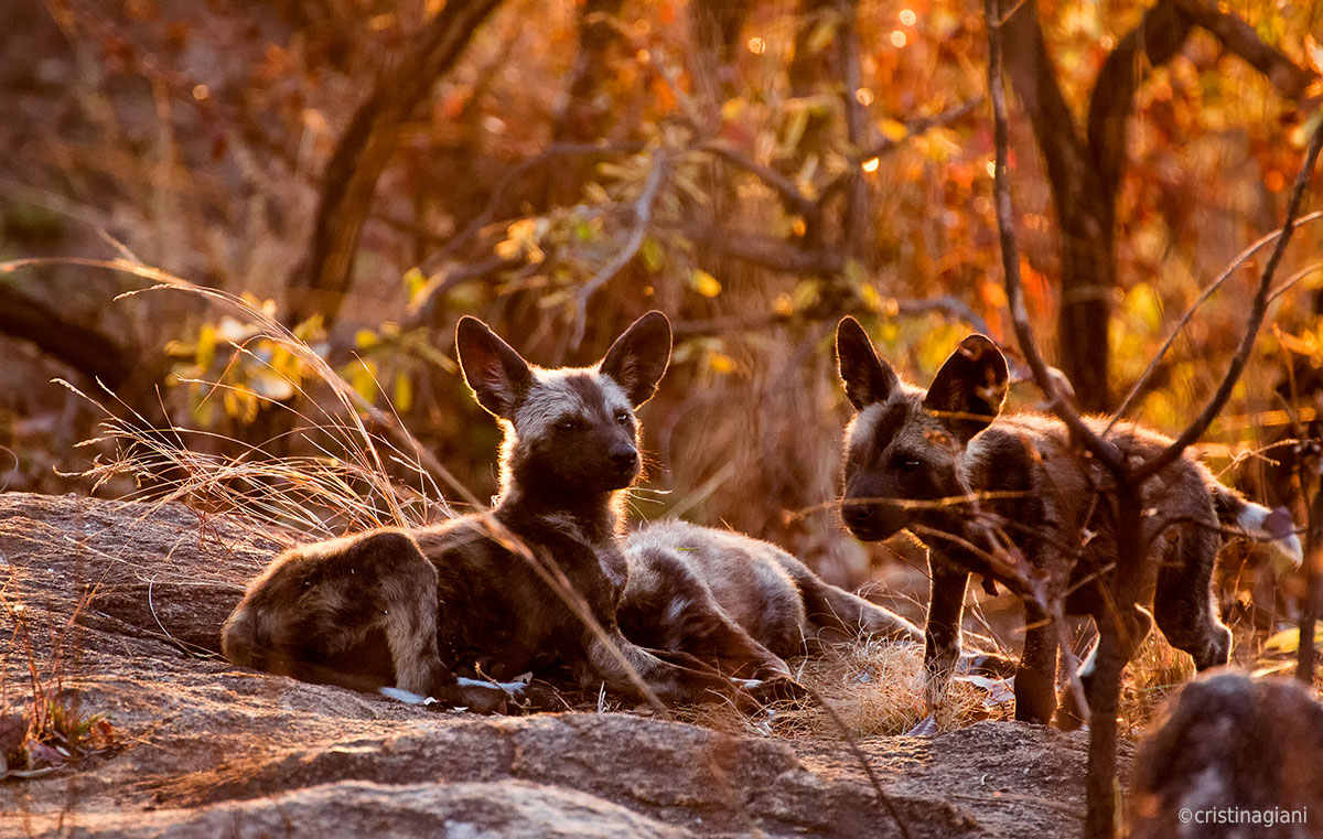 Wild dogs...