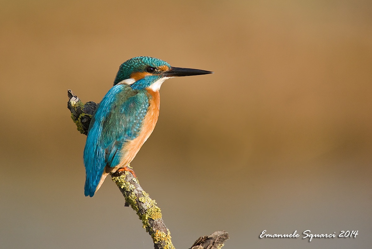 Kingfisher...