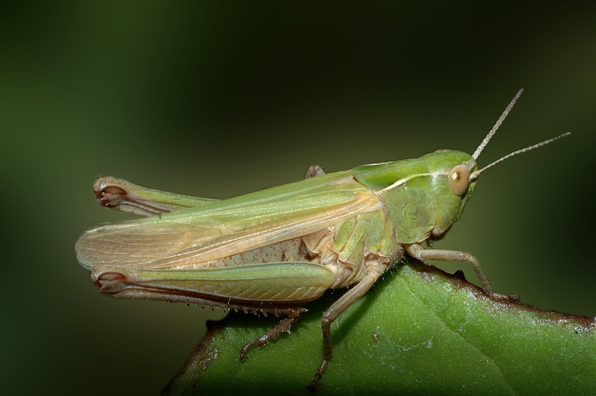 Grasshopper Common...