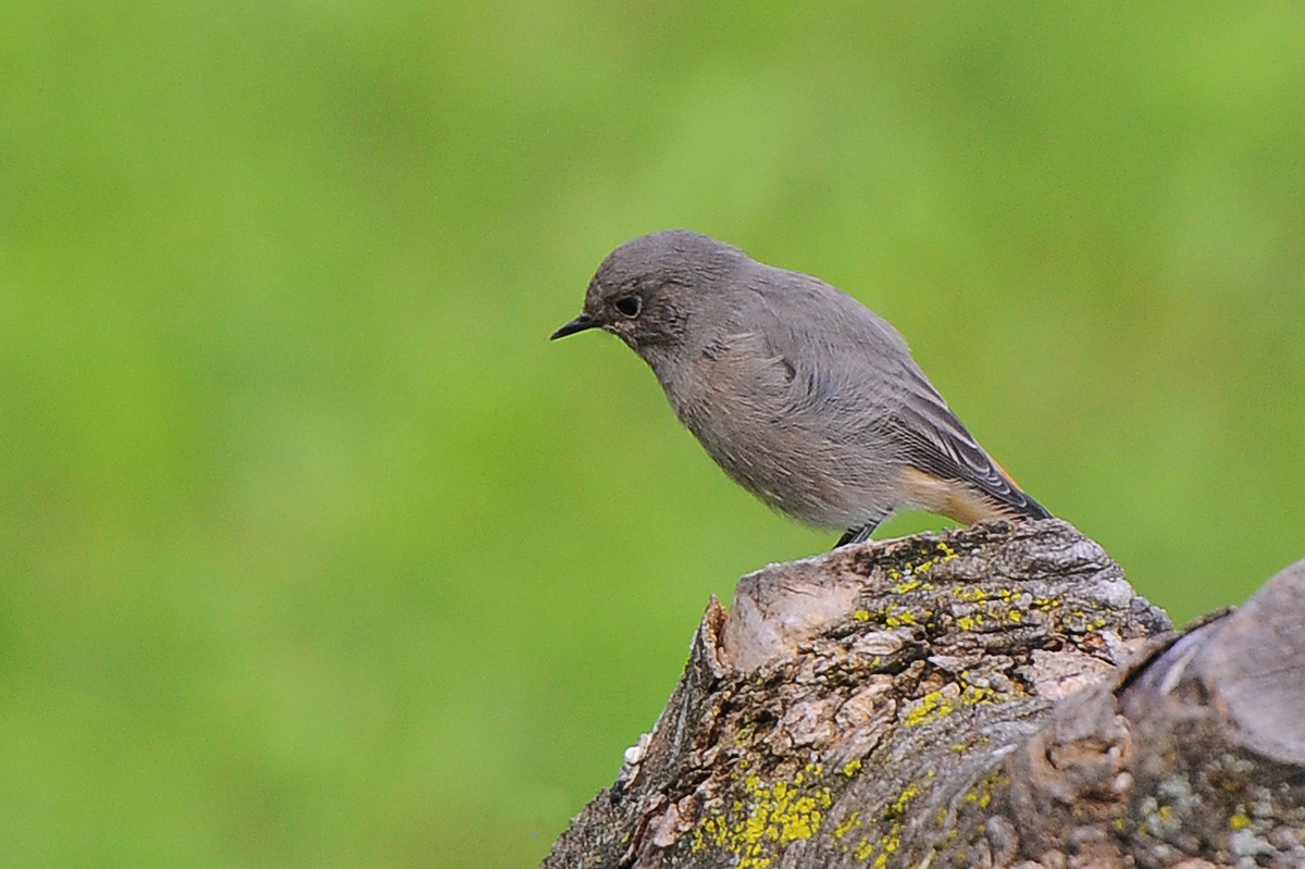 Black Redstart 1...