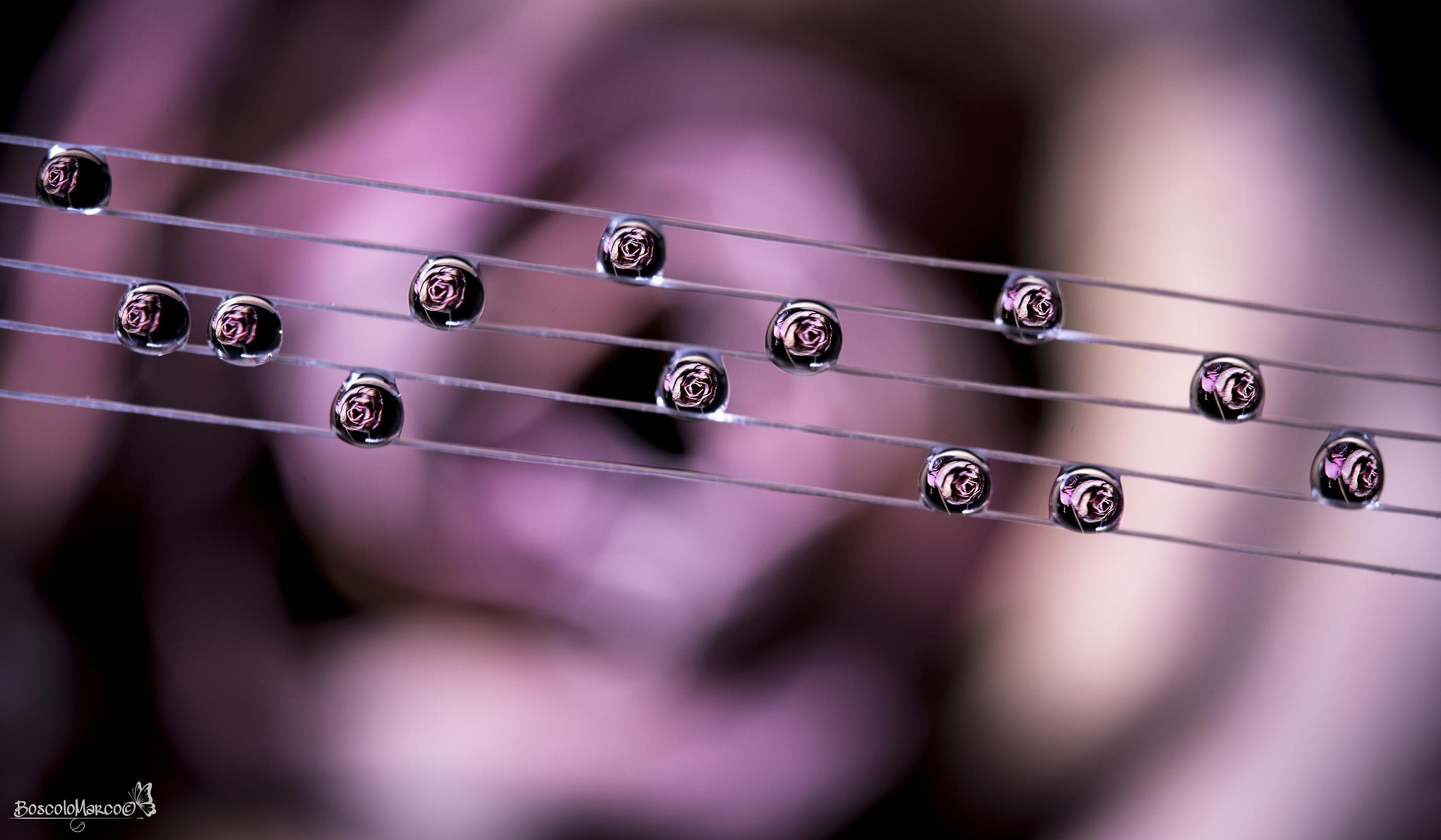 Music rosewater...