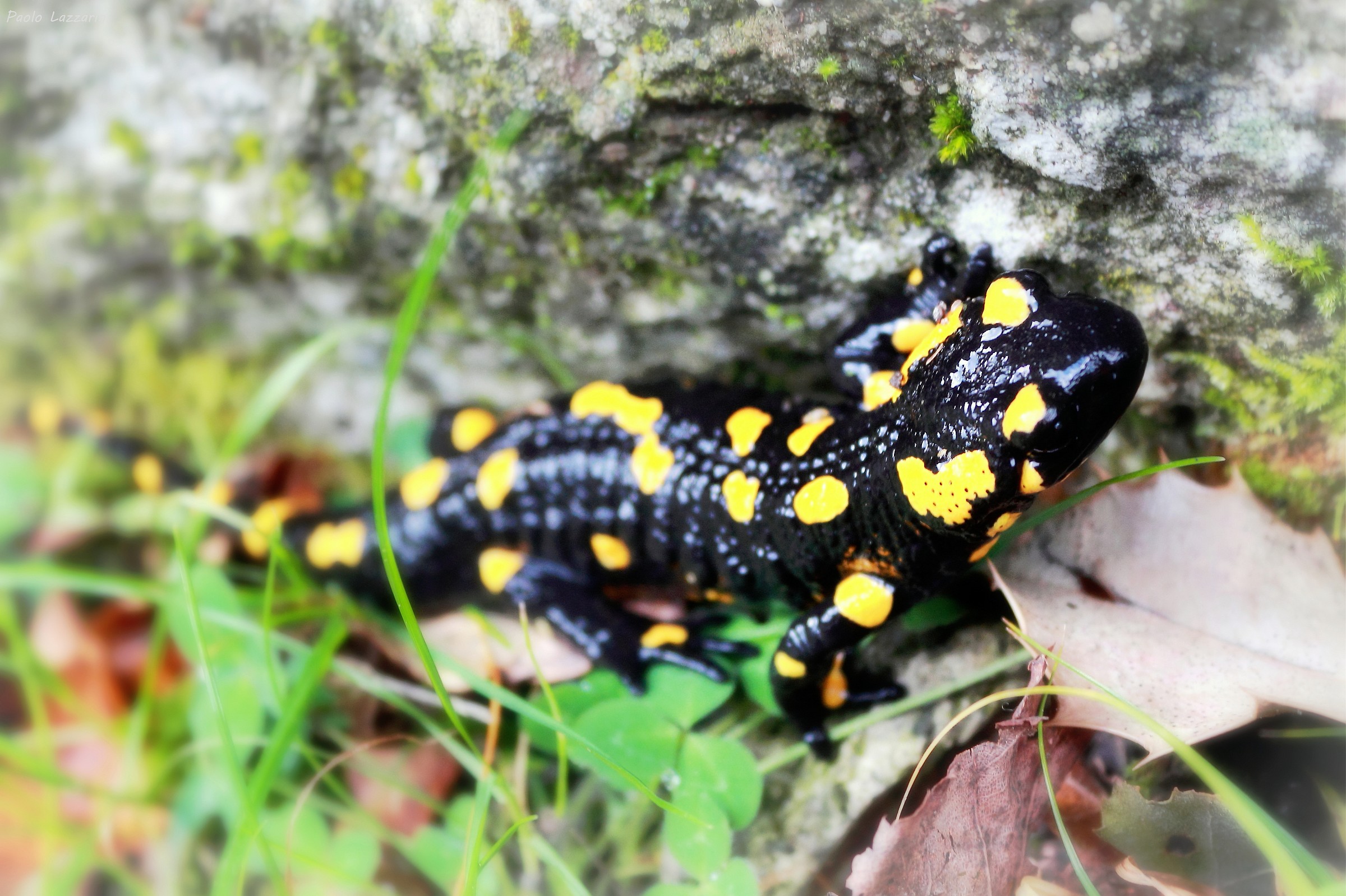 The salamander Montepiatto...