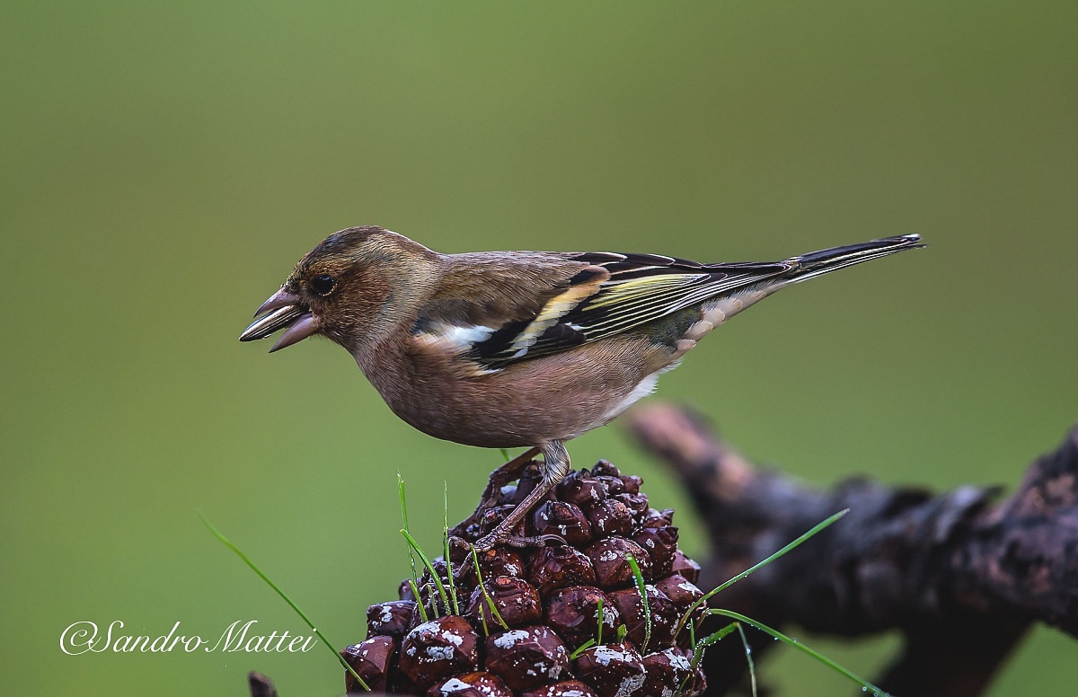Finch greedy ....... ..........