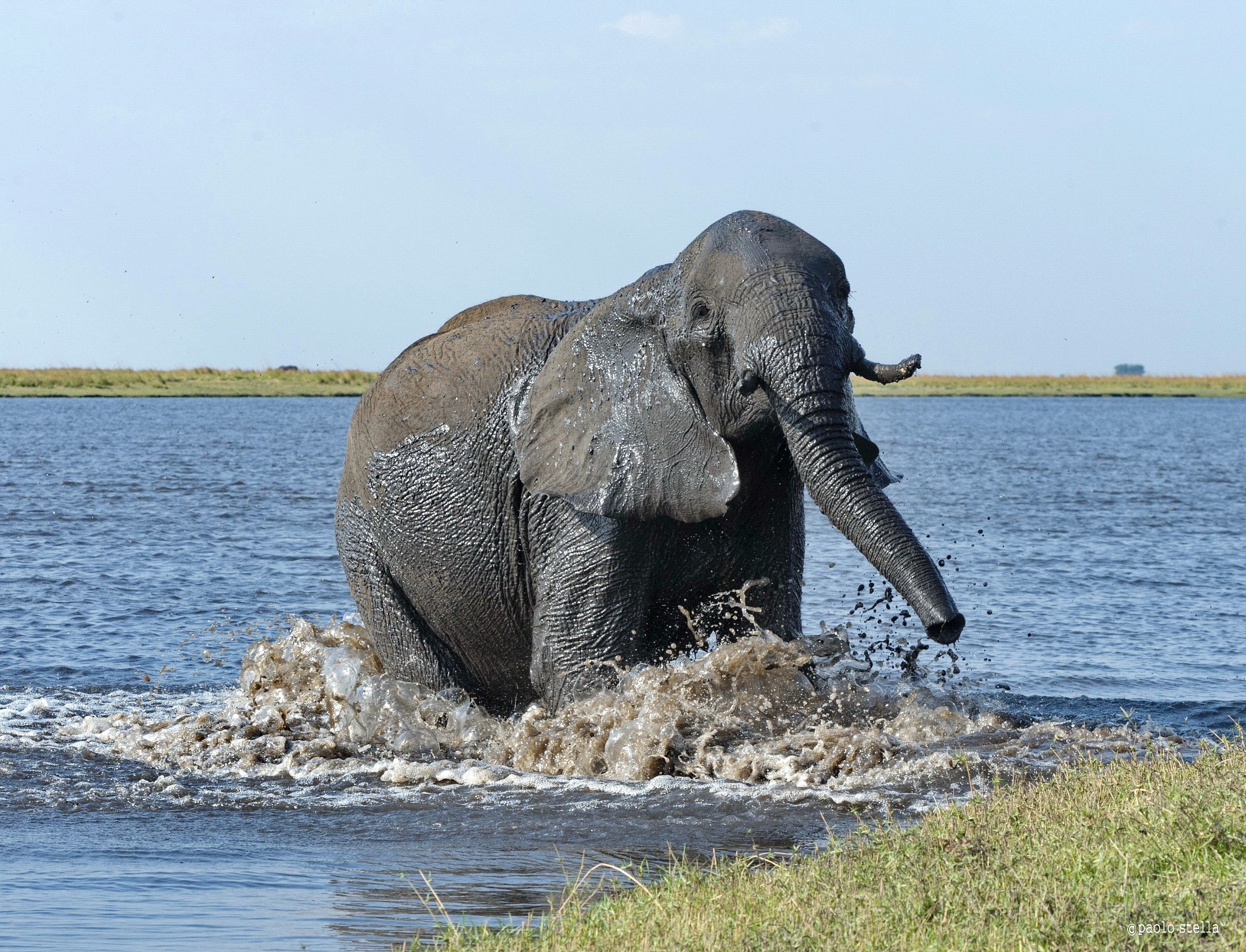 Elephant in the Chobe River - 1...