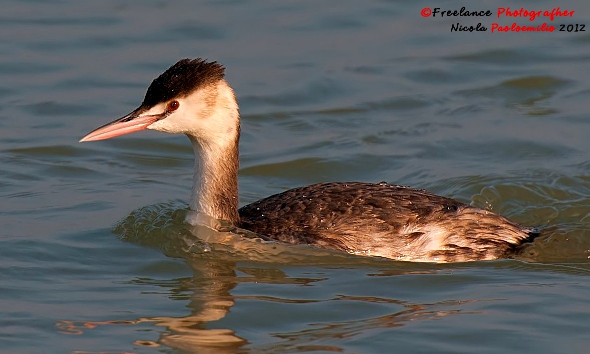 Great Crested Grebe offshore...