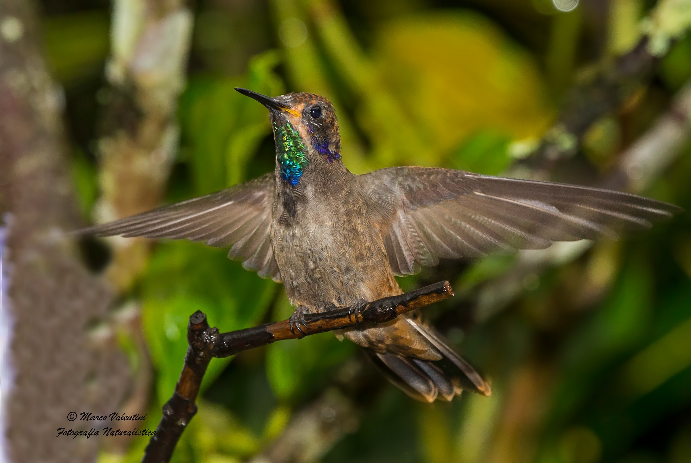 Landing hummingbird...