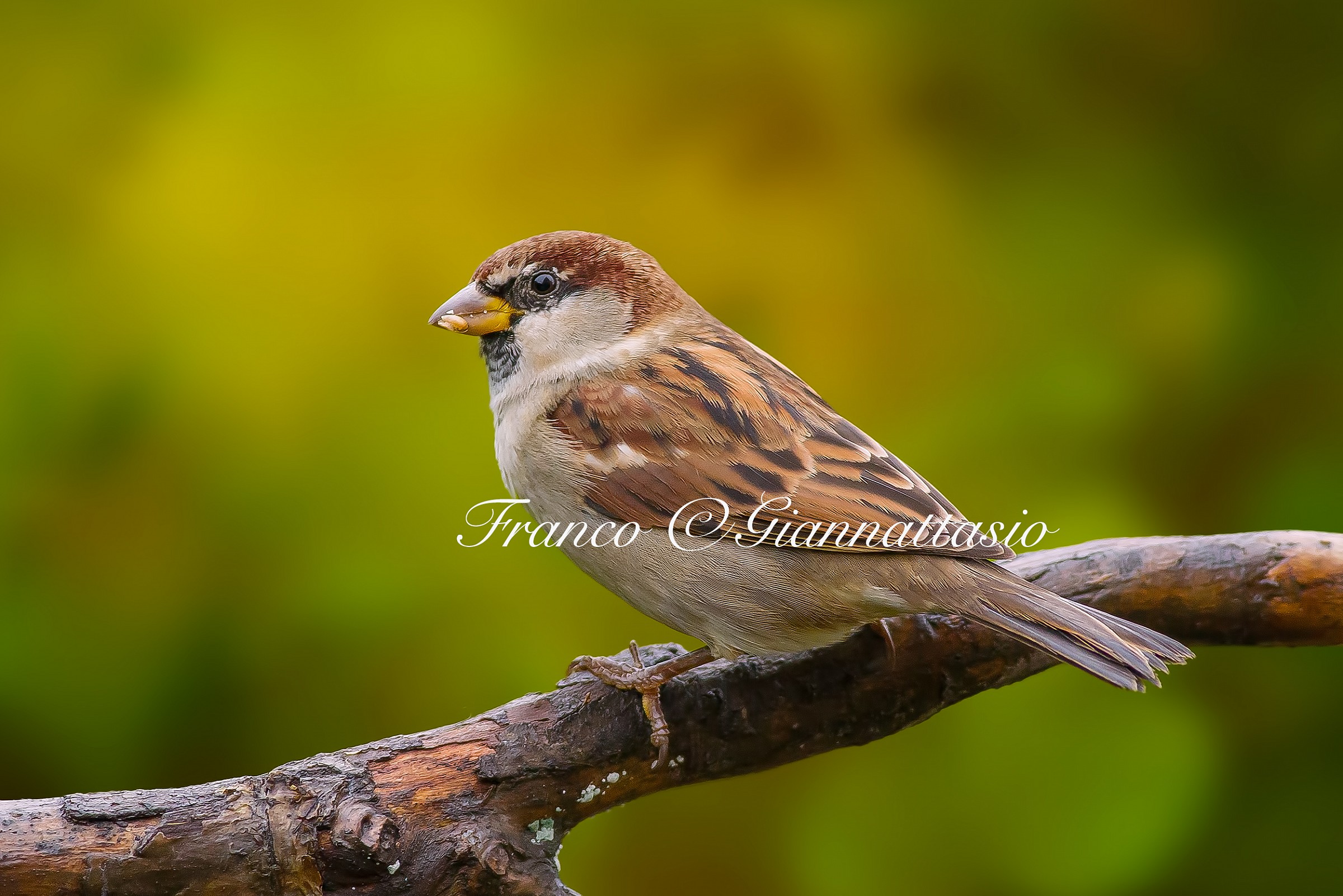 Common sparrow....