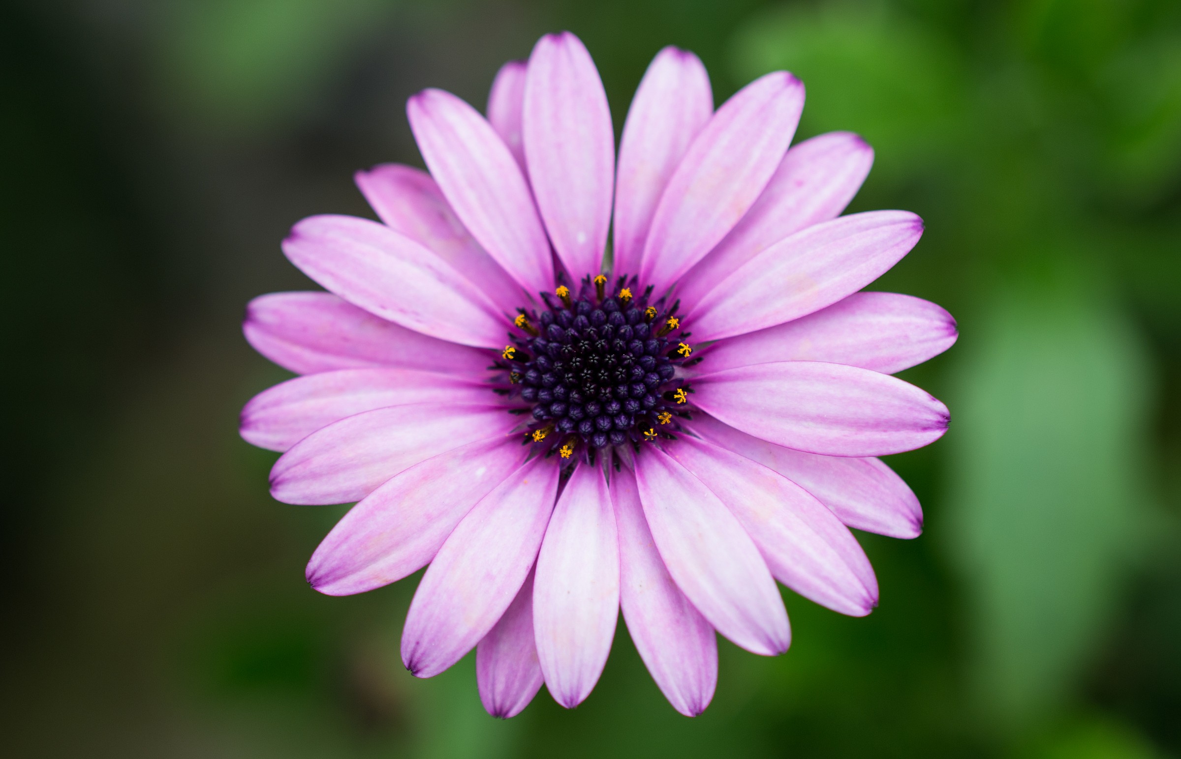 Fiore...
