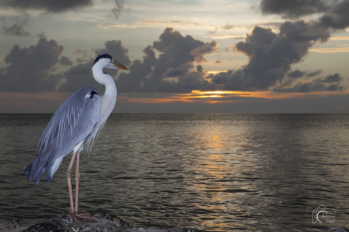Grey Heron at sunset...