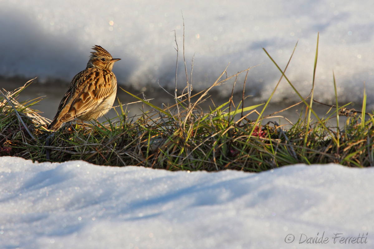 Tottavilla ambientata (Woodlark)...