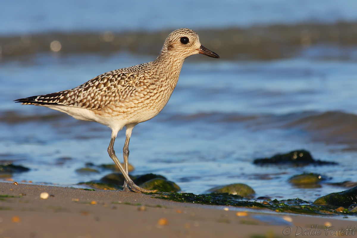 Pivieressa al tramonto (Grey plover)...