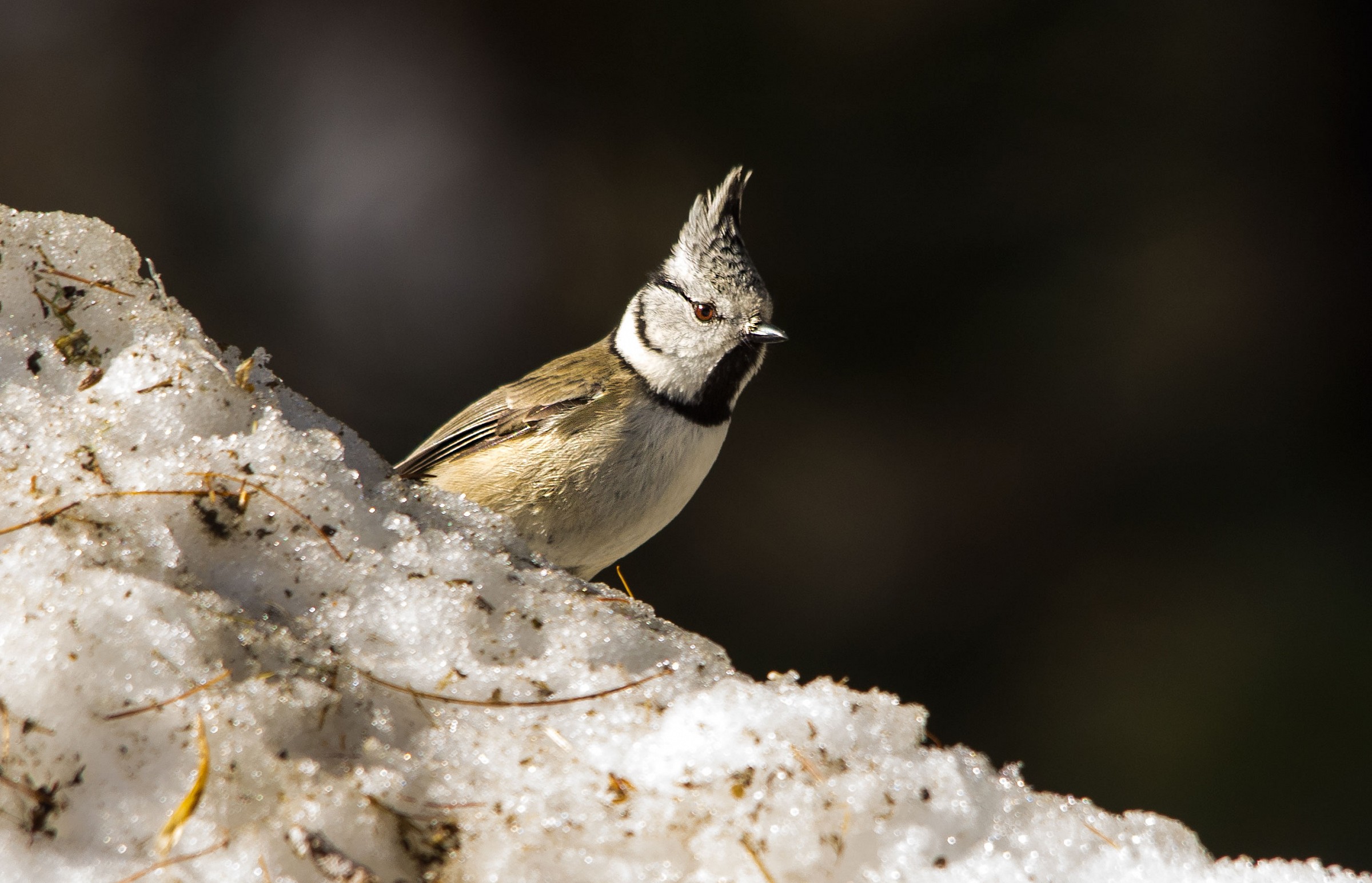 Tit by clump - Val Roseg...