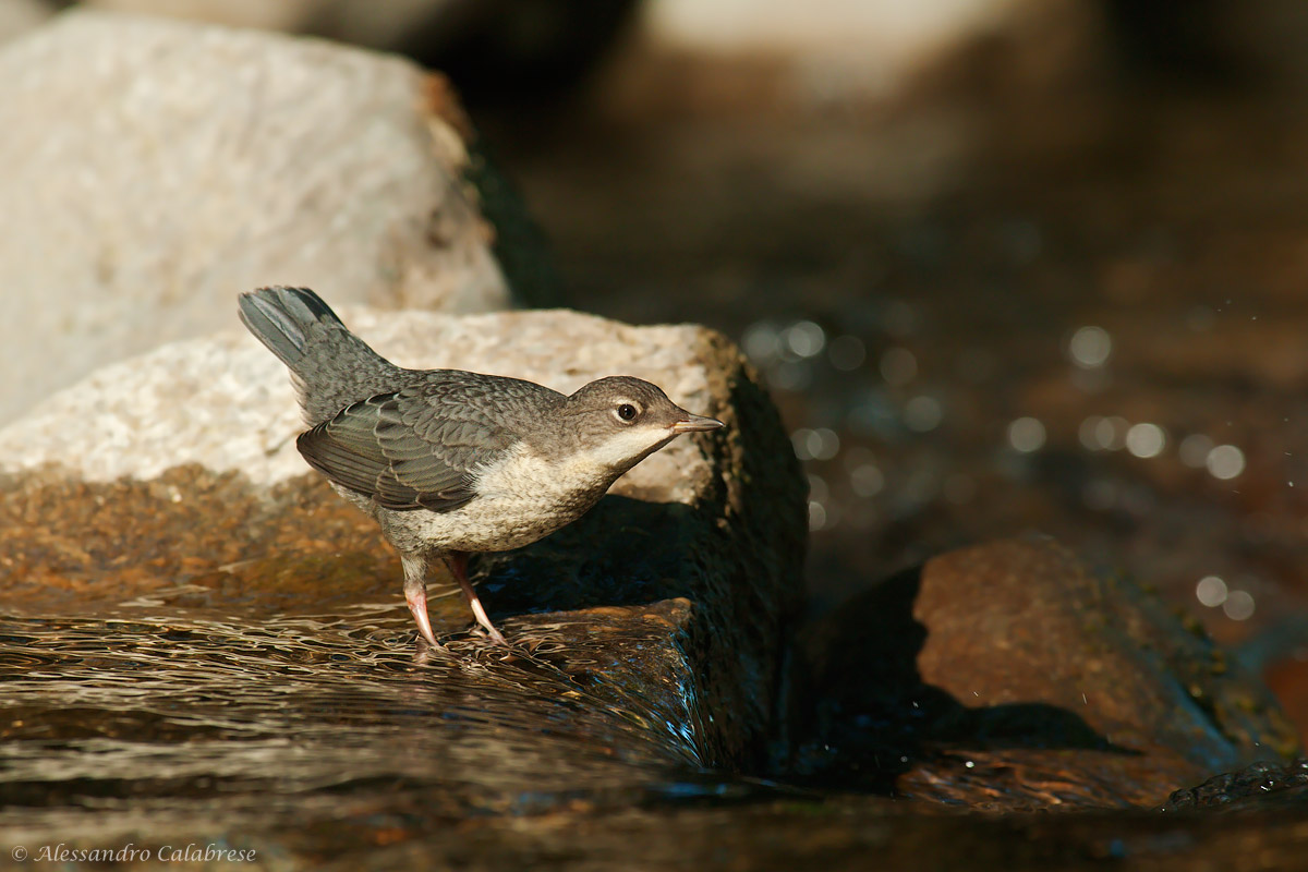 Young dipper...