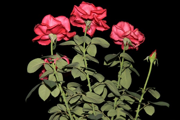 Foto