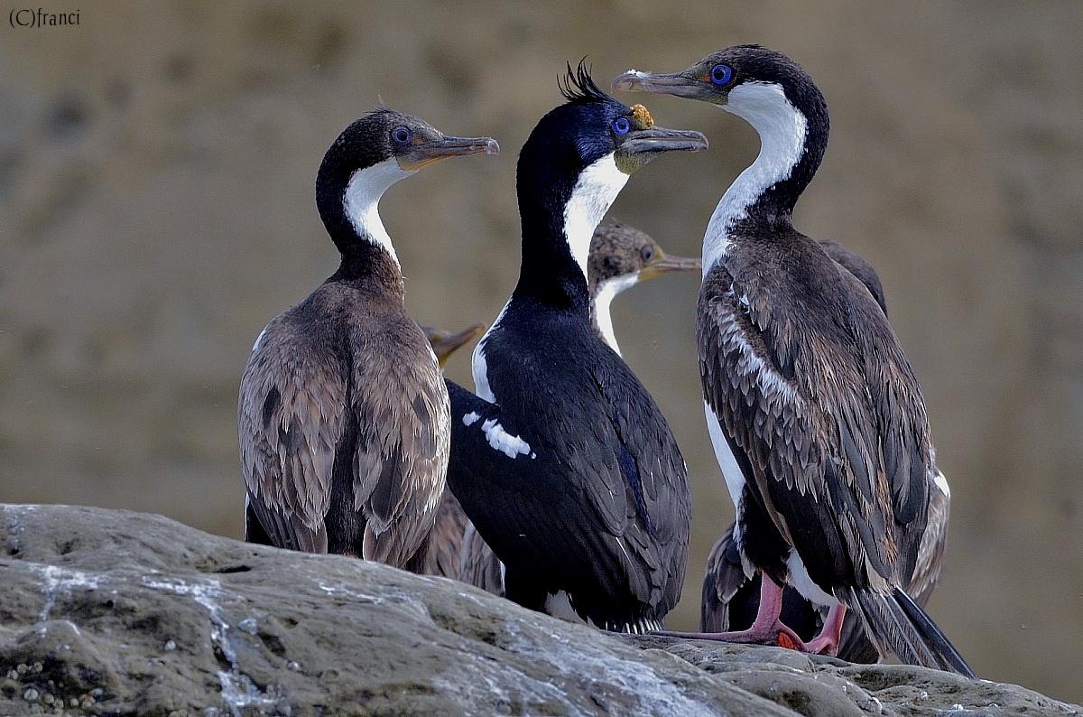 Blue-eyed cormorants...