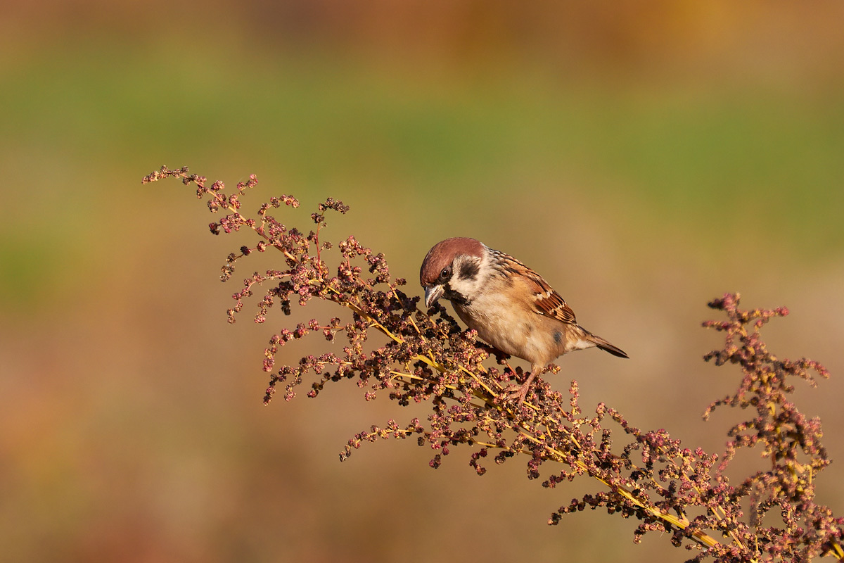 Tree Sparrow...