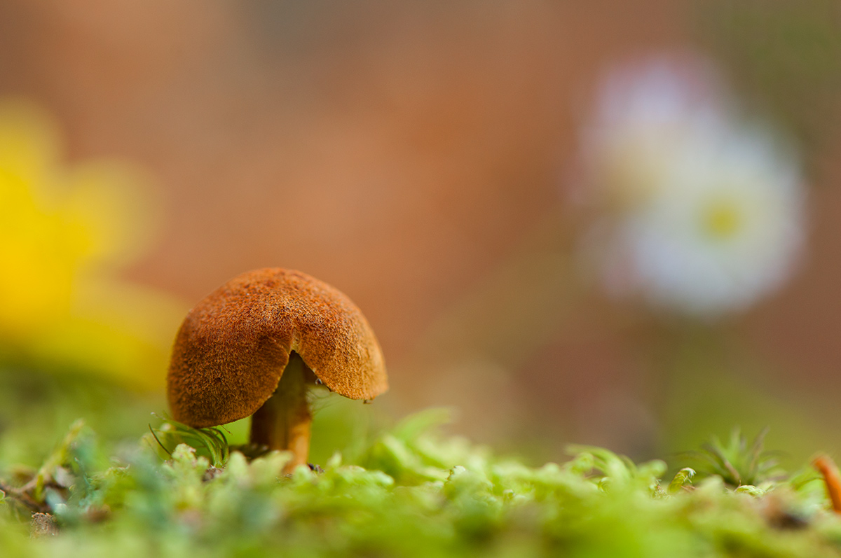 Cortinarius...