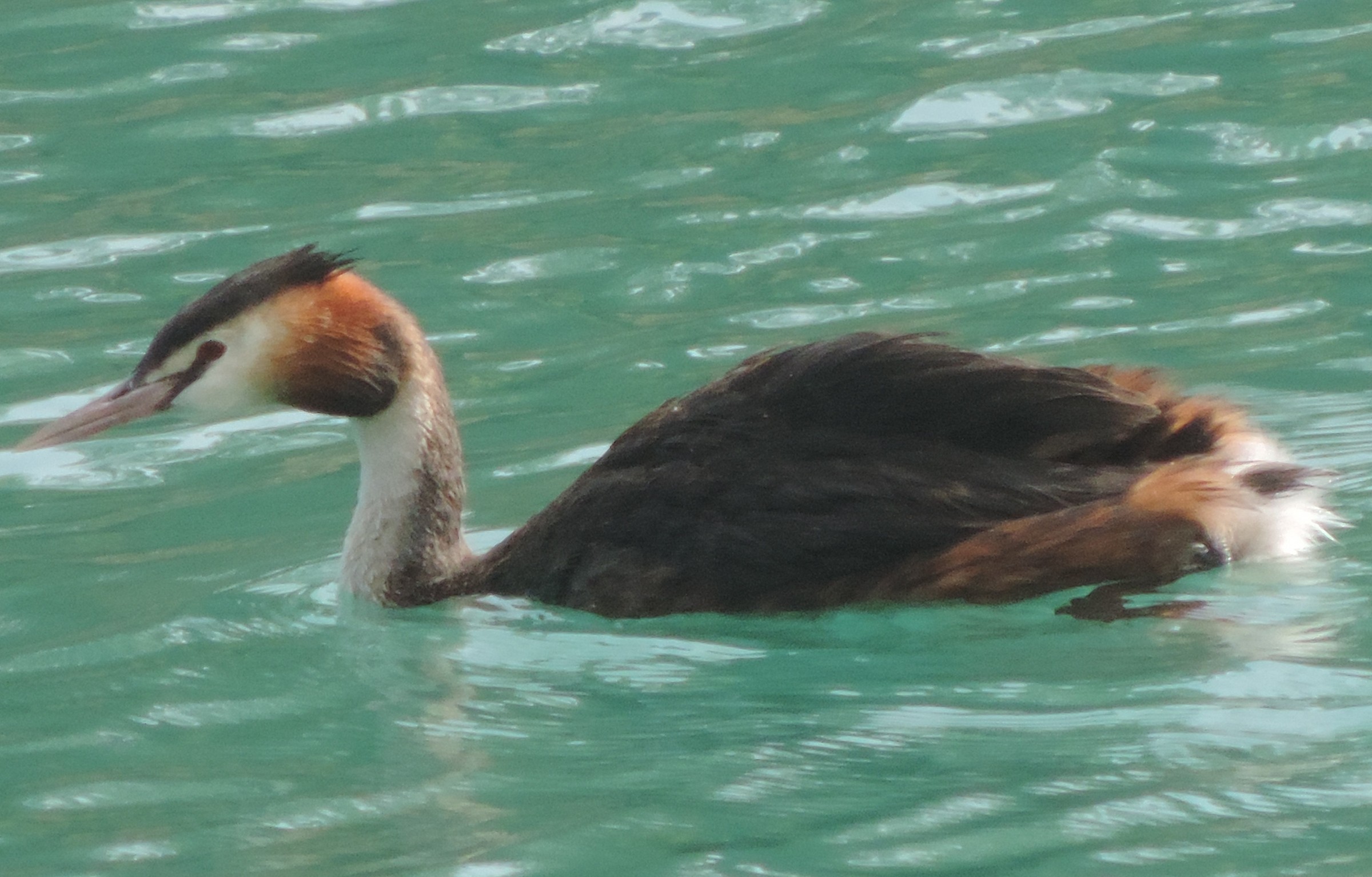 great crested grebe...