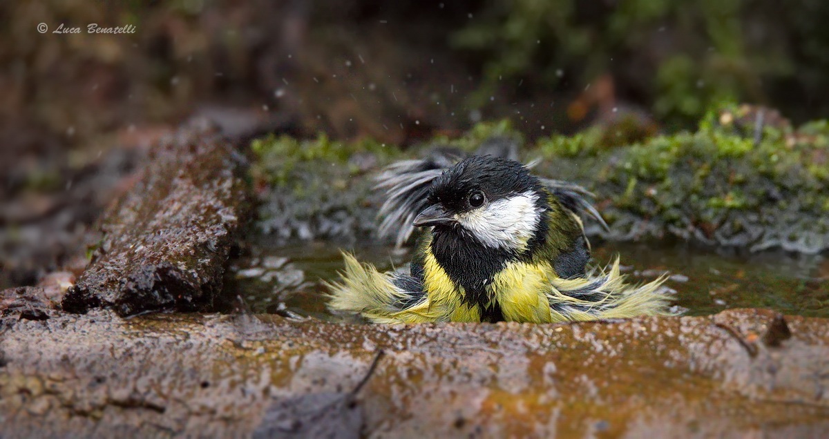 The bath in ISO 12800...