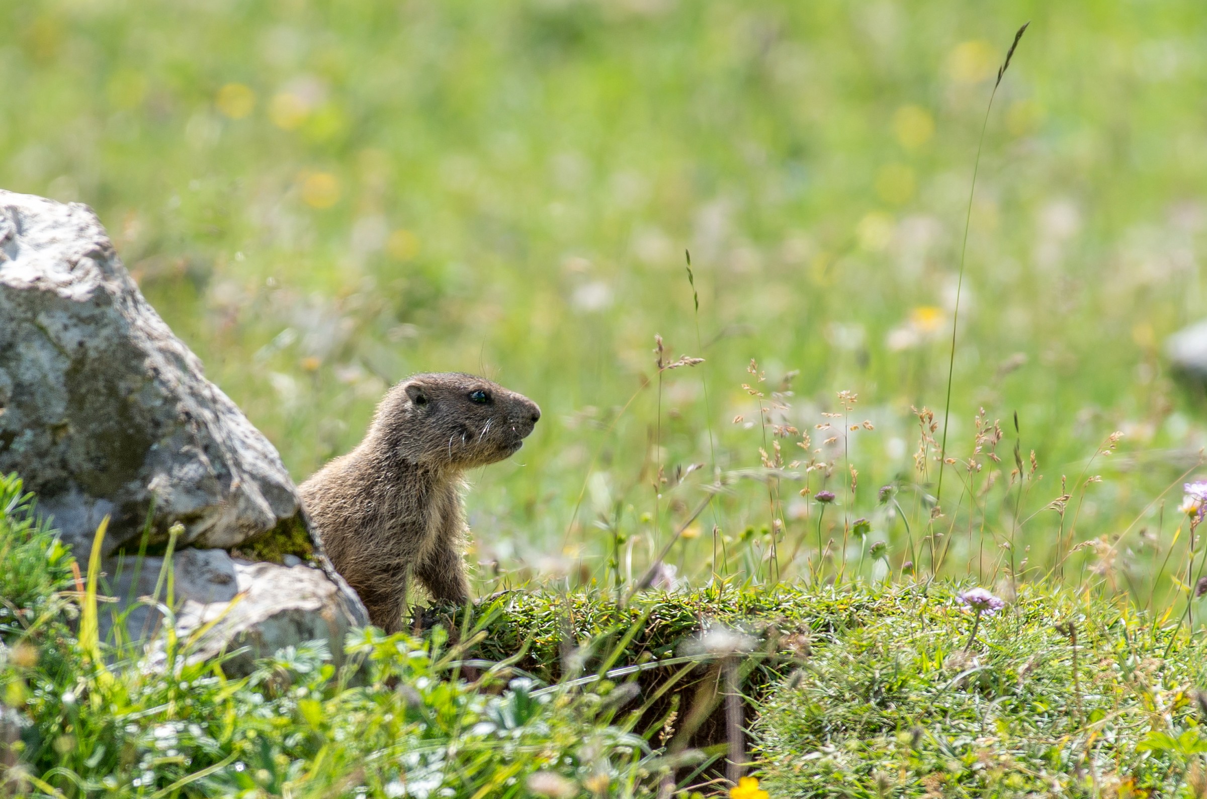 Marmot...