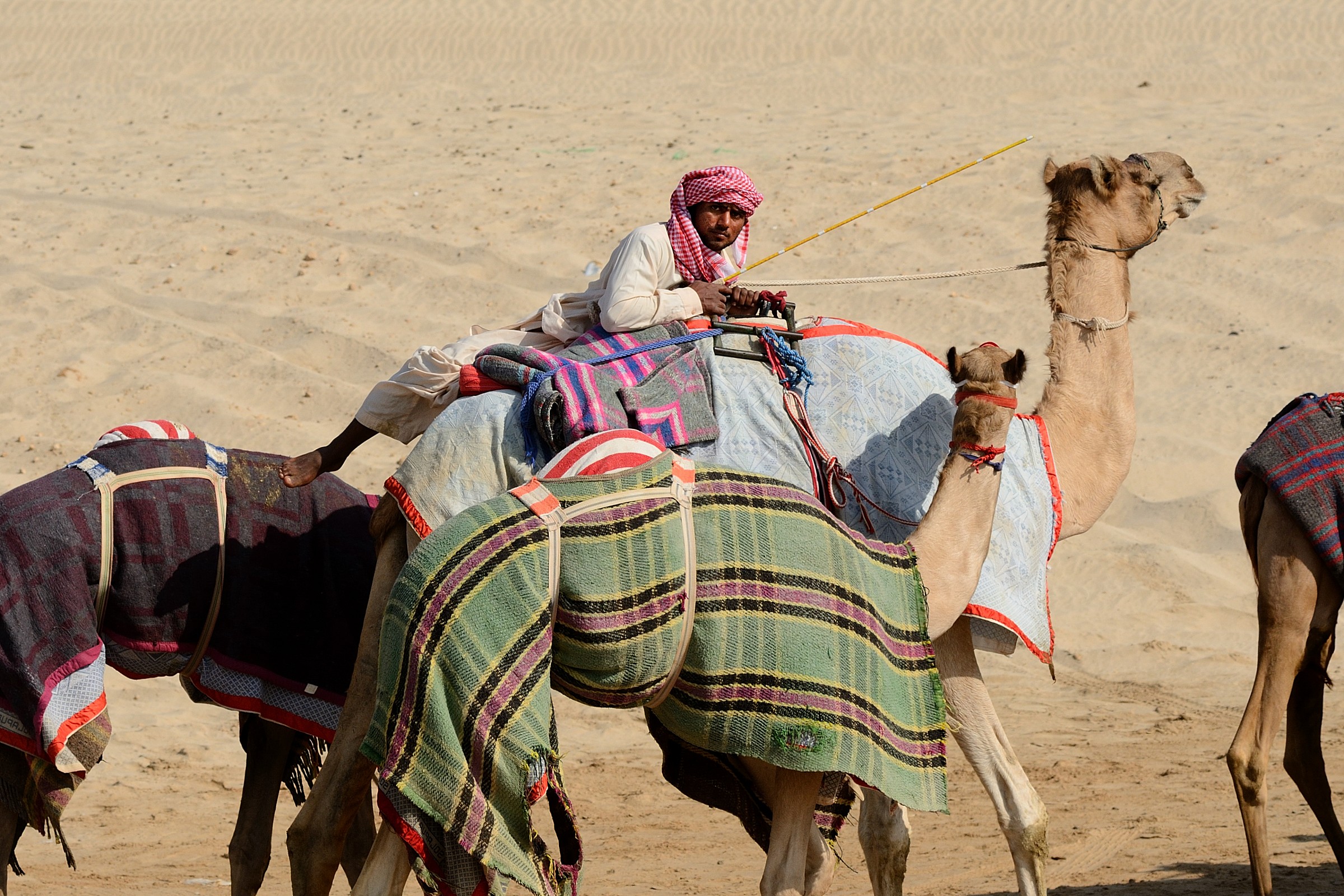 Camel driver...