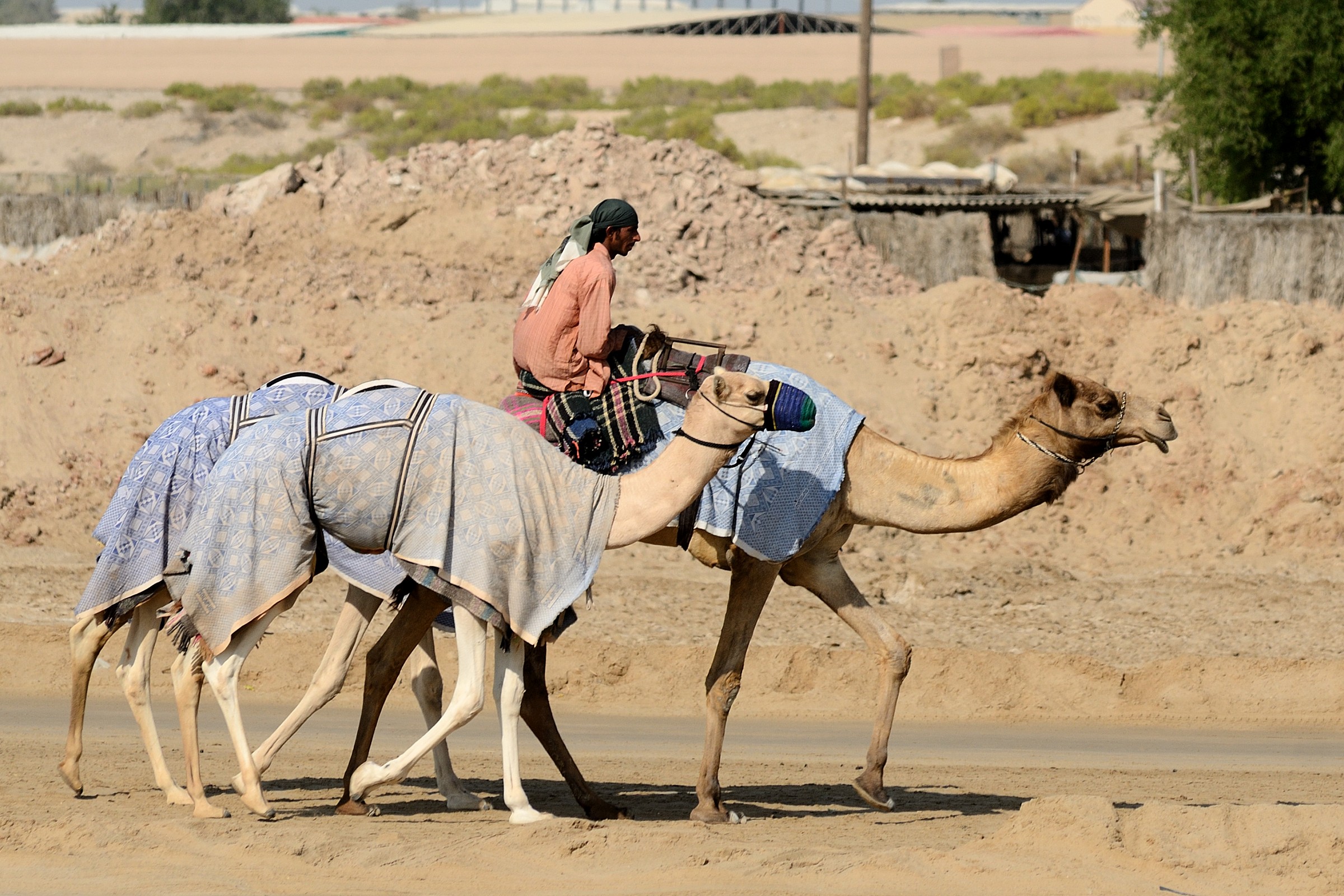 Camel trainer...