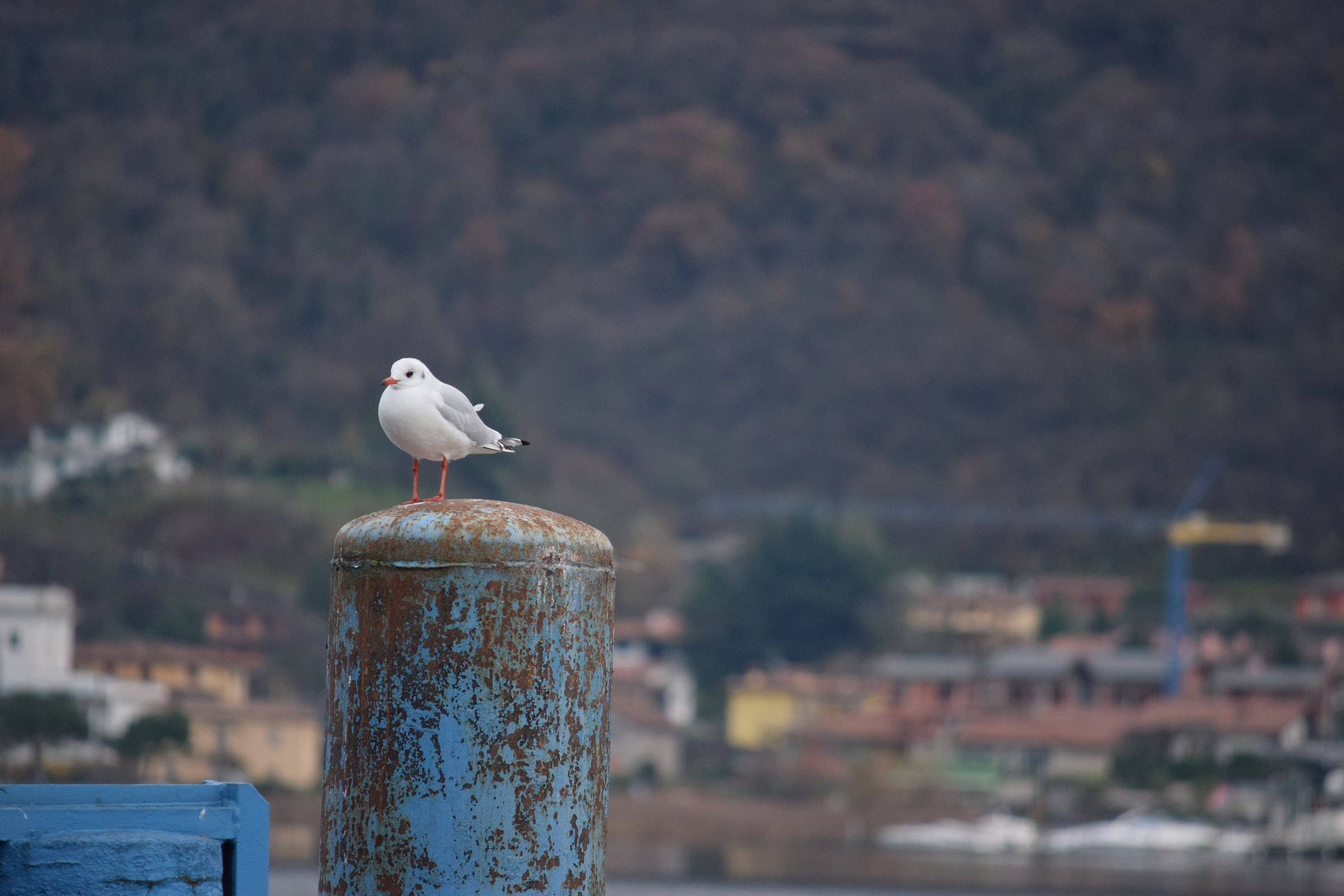 seagull...