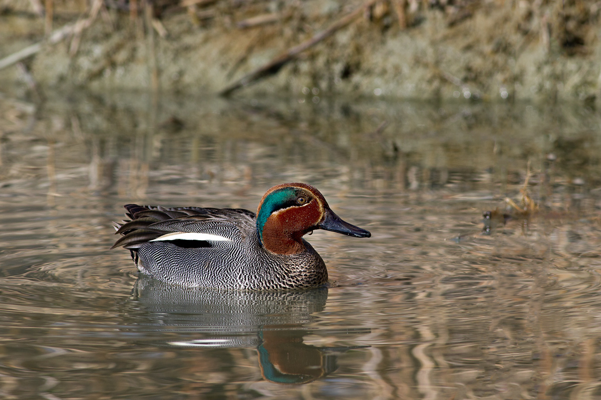 Teal male...