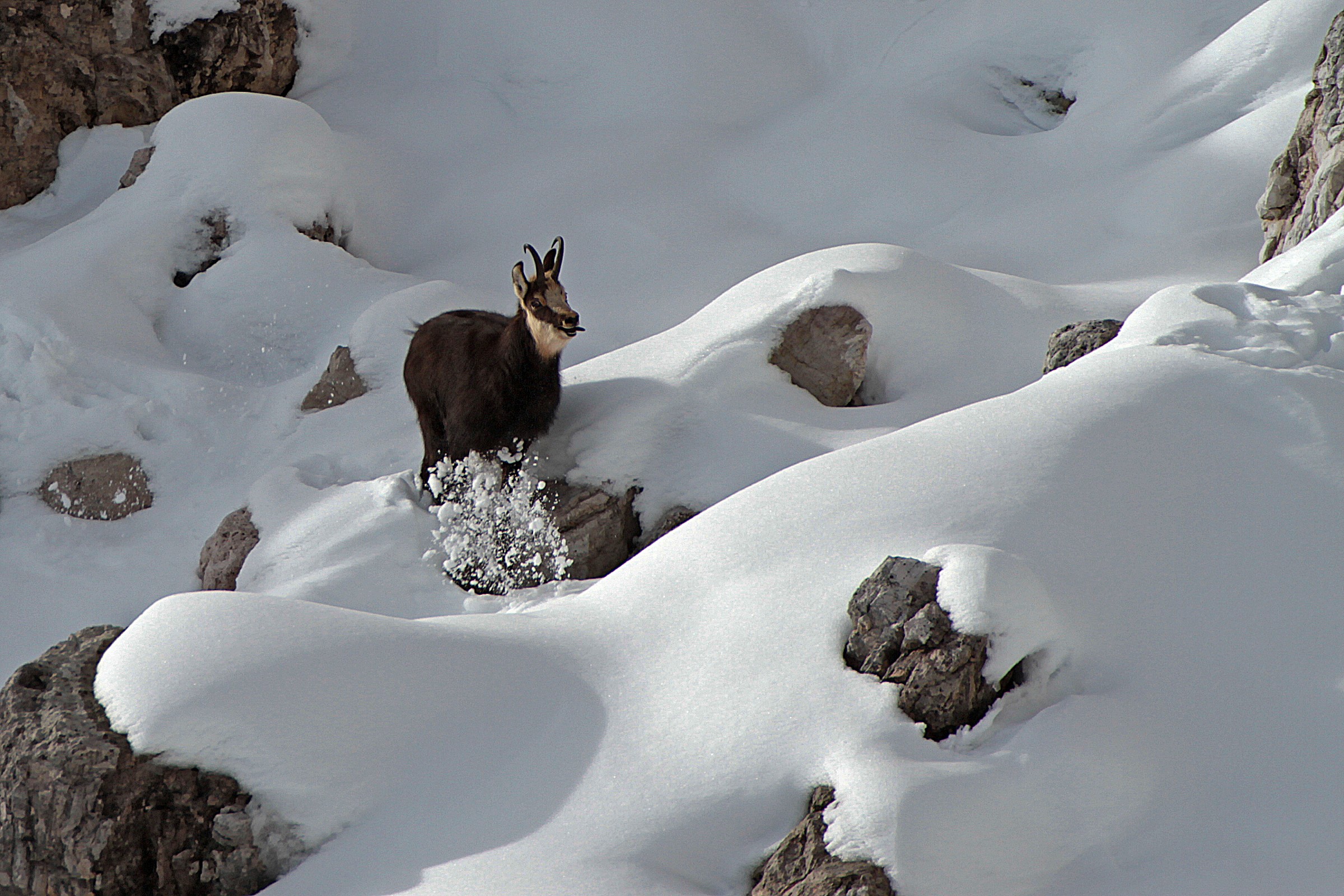 Chamois during the mating season...