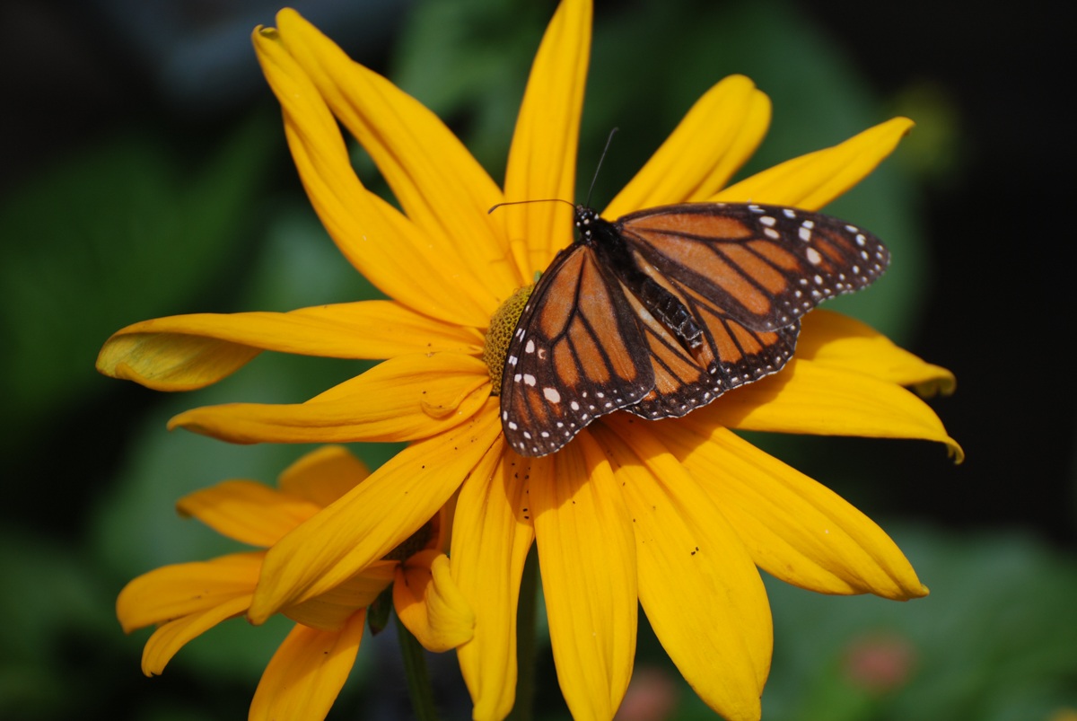 Butterfly in break...