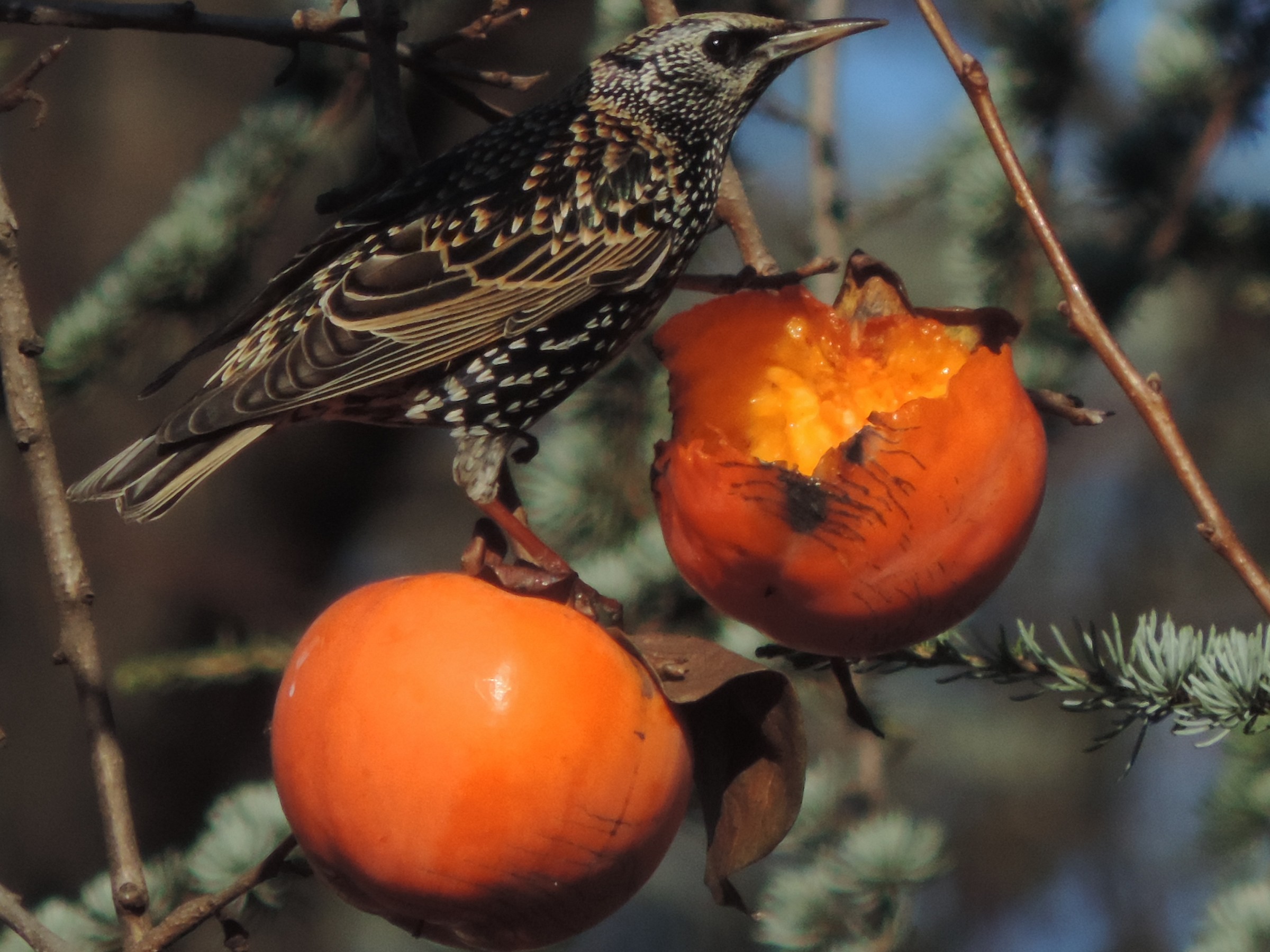 the reversal and the persimmon 2...