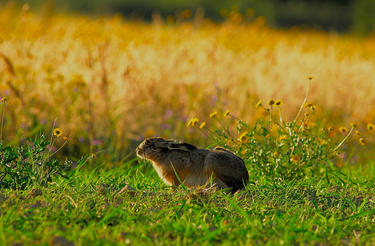hare at sunset among the wheat...