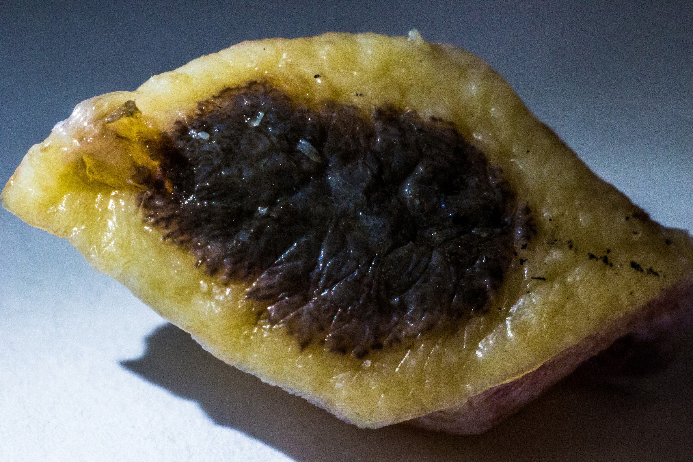 I present the Death - Macro of Melanoma...