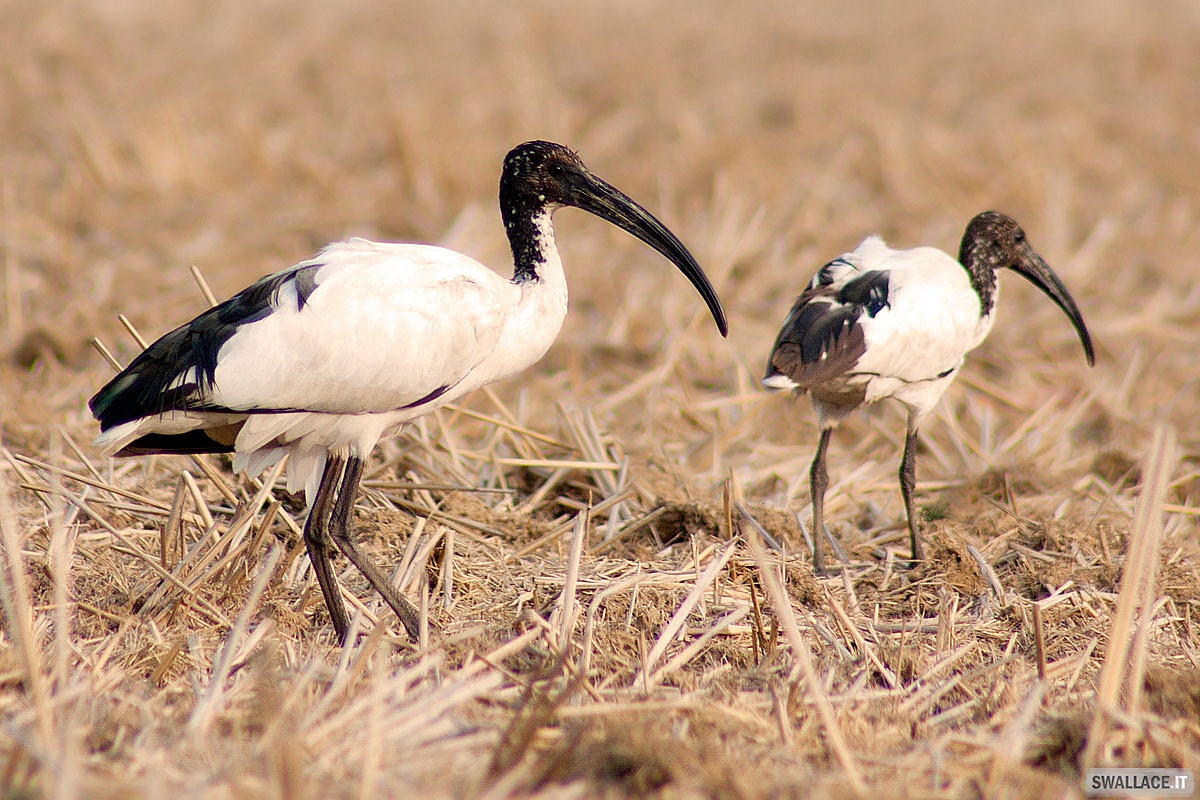 Sacred Ibis - Threskiornis Aethopica...