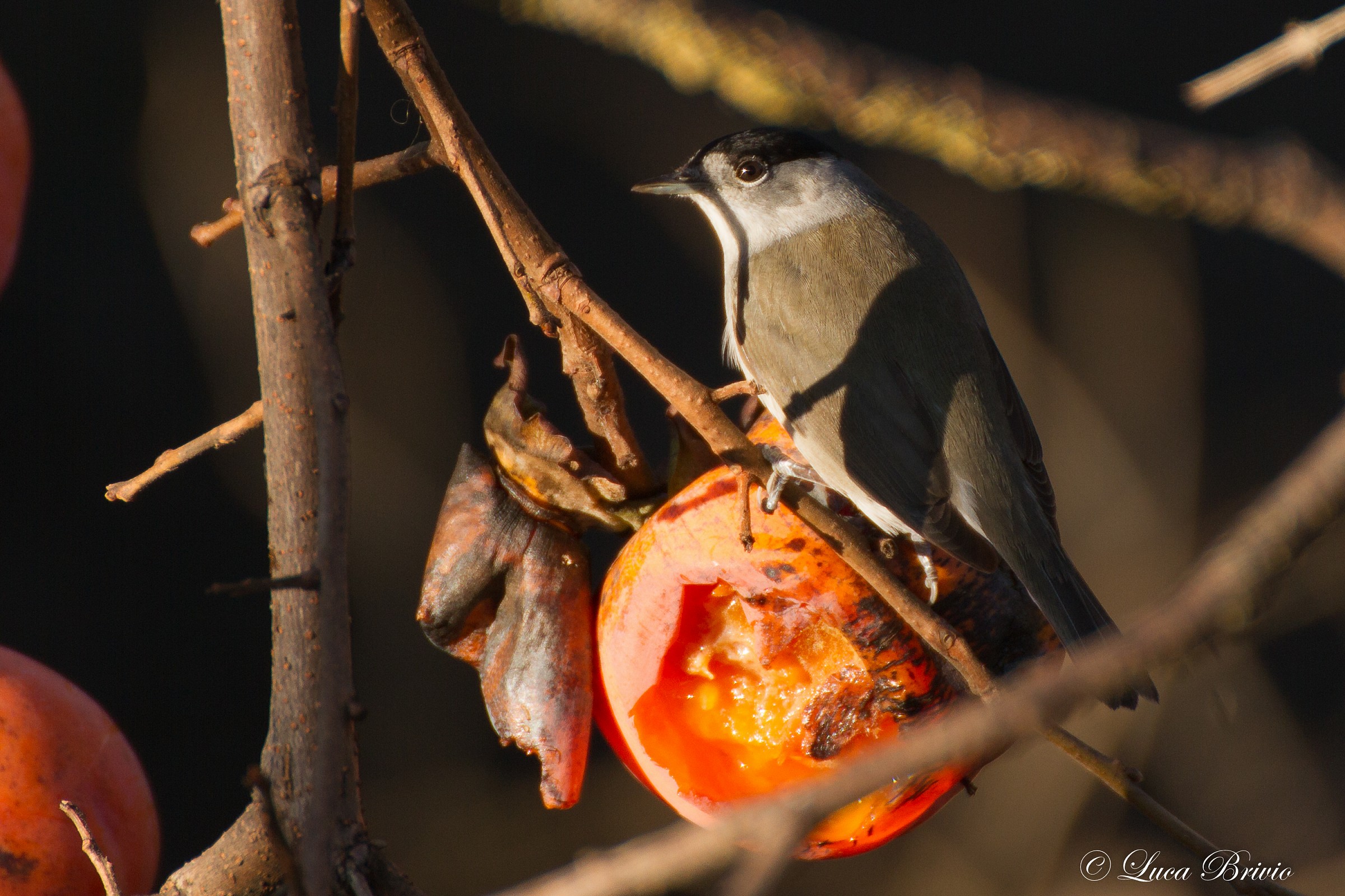 Blackcap...