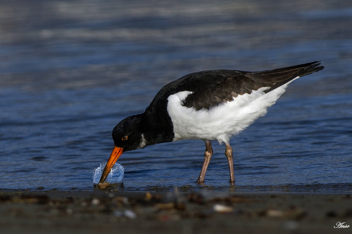 oystercatcher struggling with food...