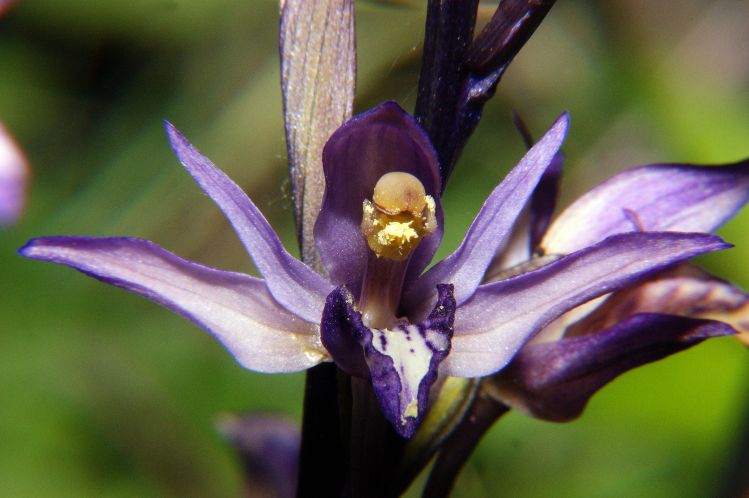 Limodoro abortivum (Orchiedea wild)...