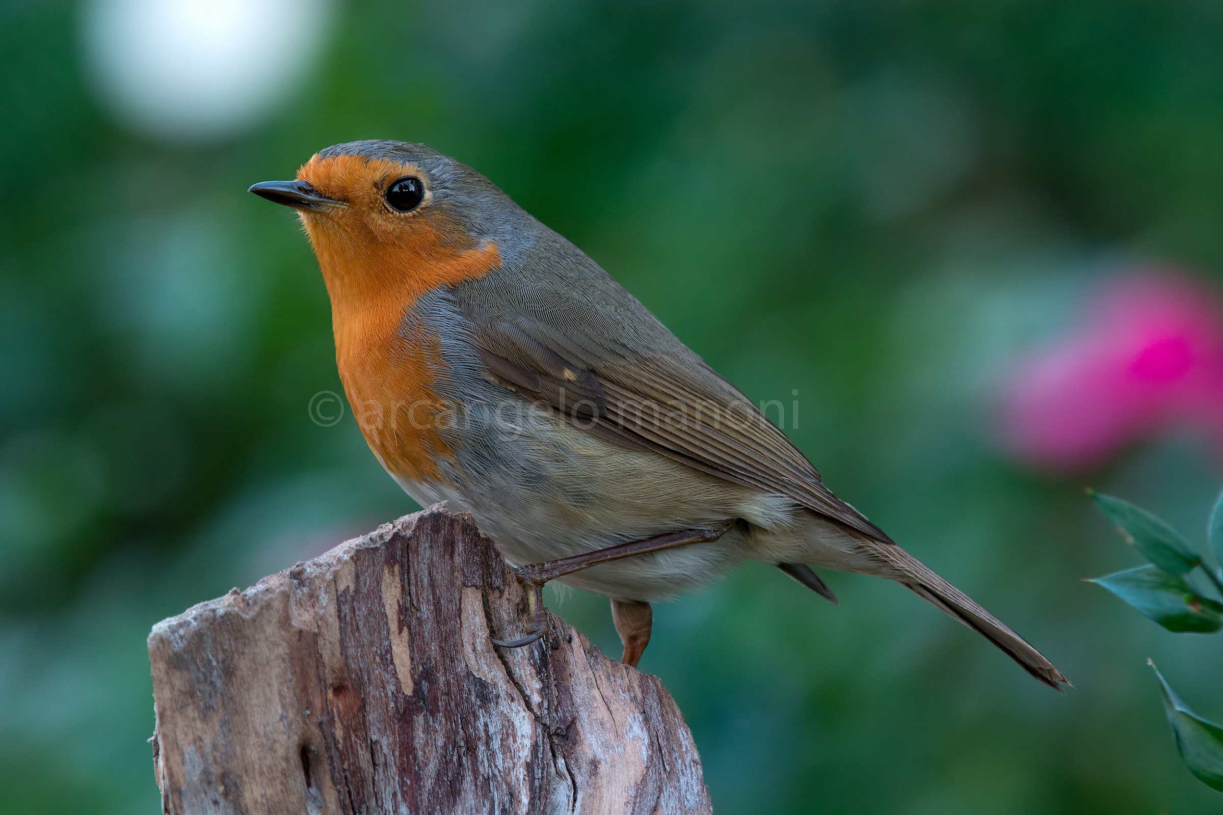 Robin with 70-200...