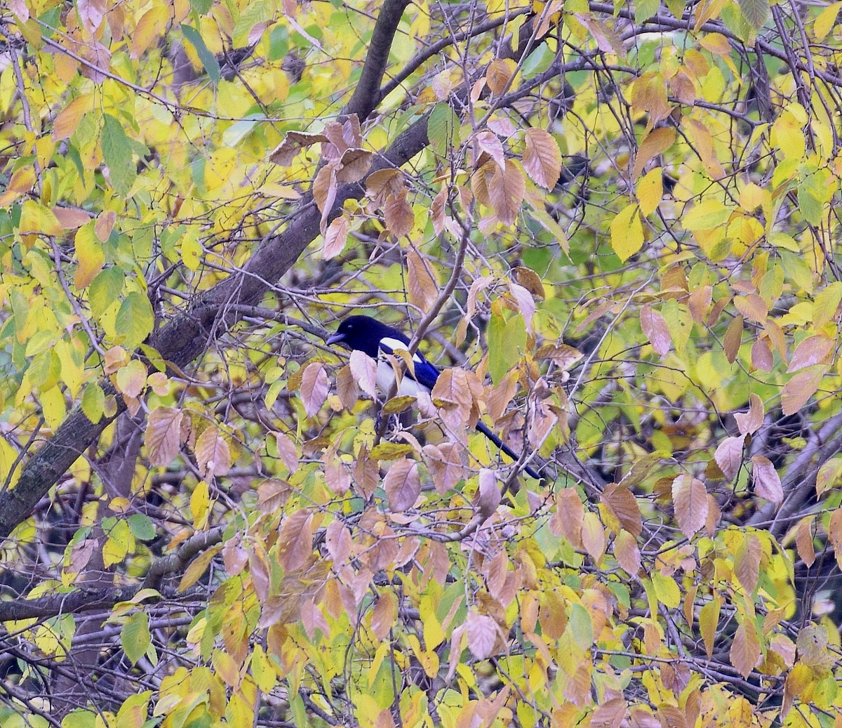 Bird...