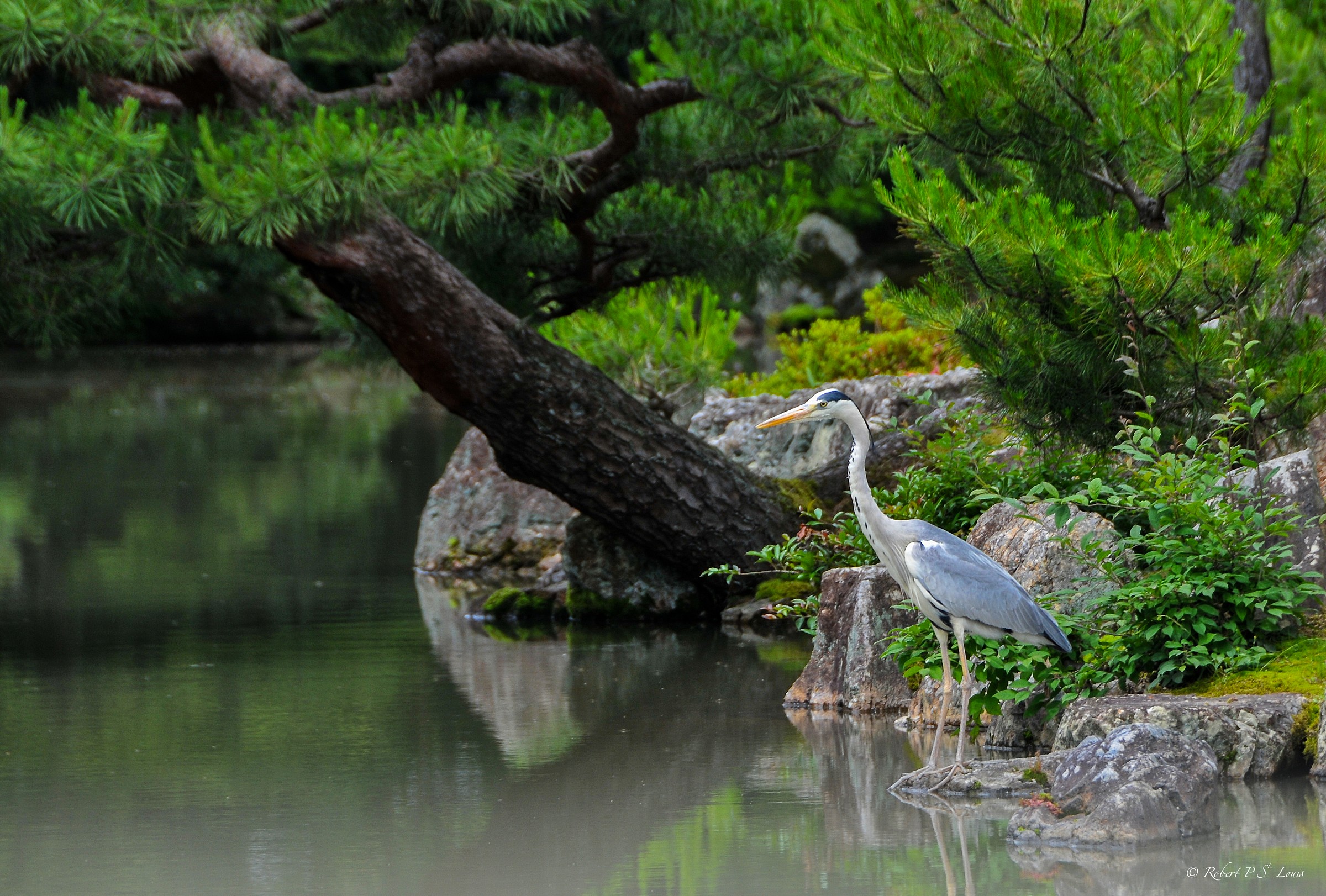 Crane at Kinkakuji...