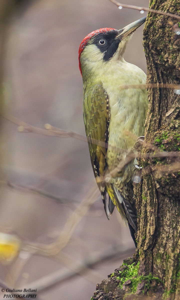 Green Woodpecker Female...