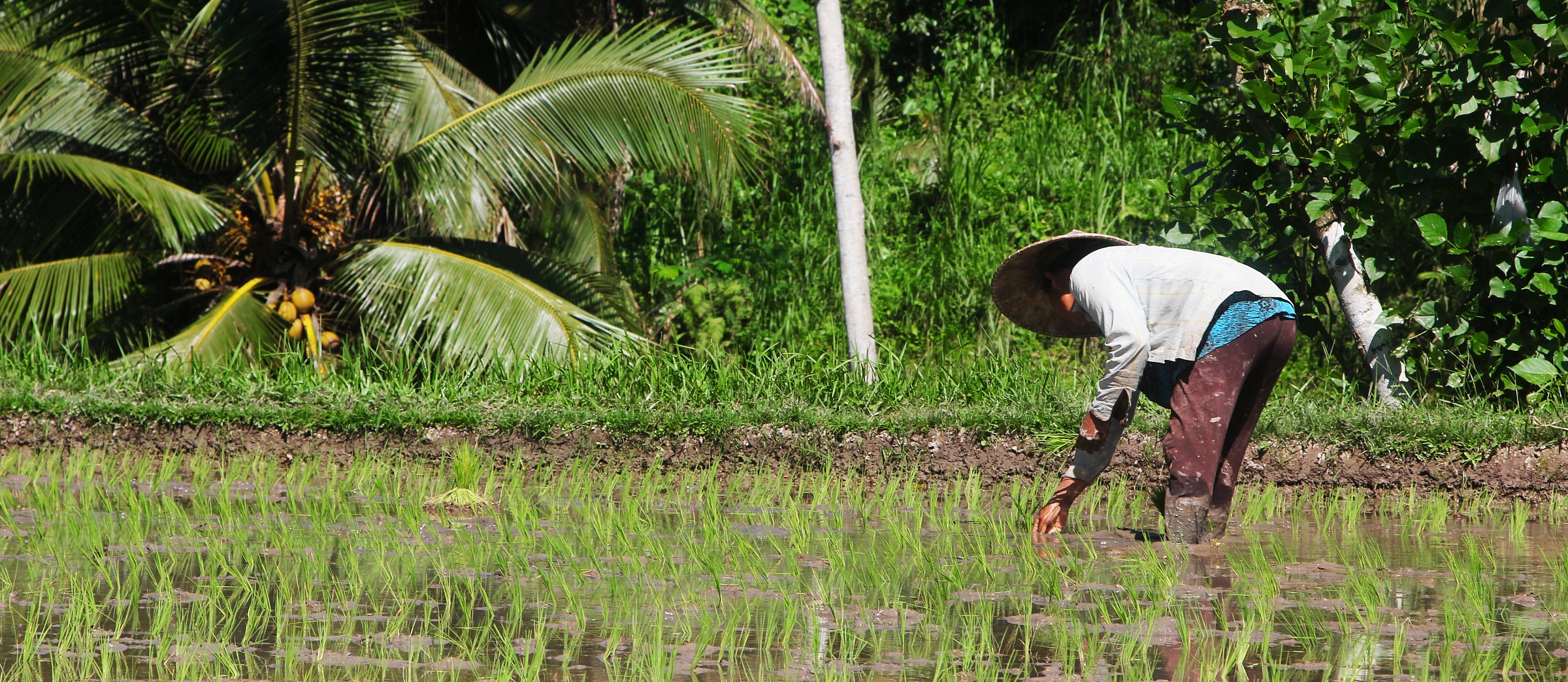 Man planting rice...