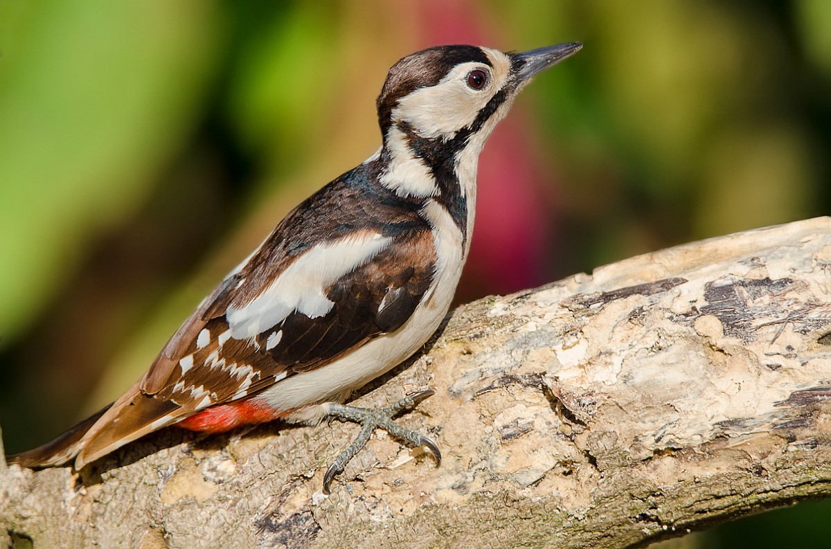Woodpecker female...