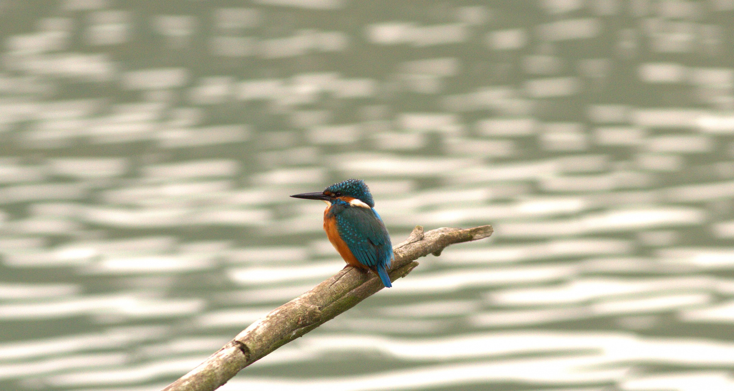 Kingfisher...